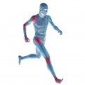 Collagène Marin - Sport Tendons, Muscles & Cartilages